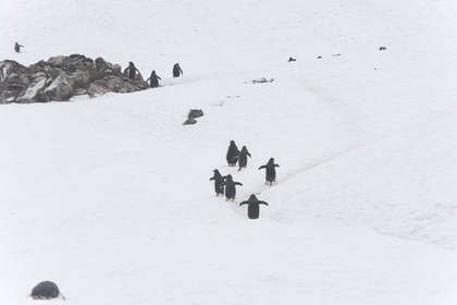 Остров Ronge. Пингвины-альпинисты.