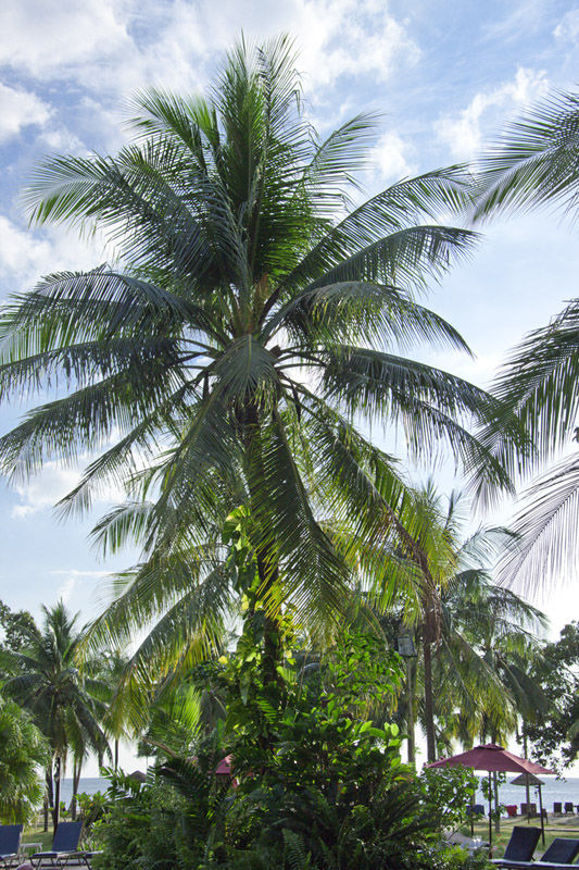 Малайзия. Лангкави. Пальмы