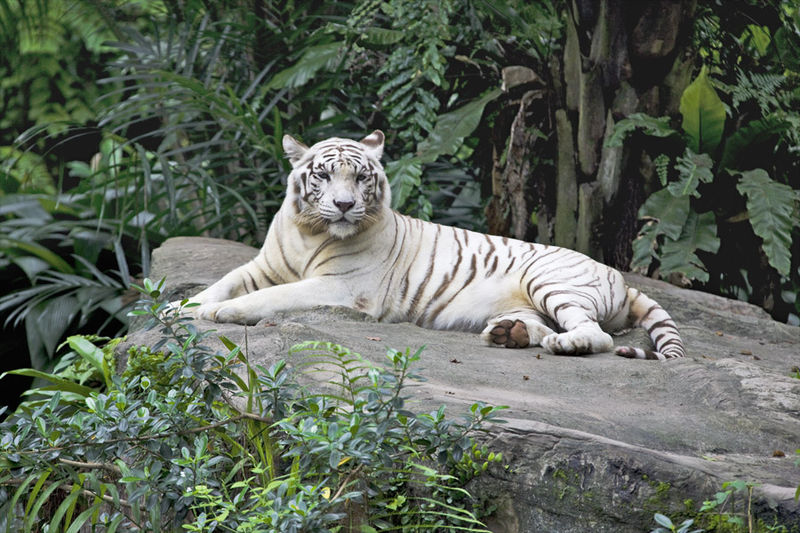 Сингапур.Зоопарк. Белый тигр