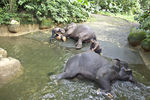 Сингапур.Зоопарк.Слоны на купании